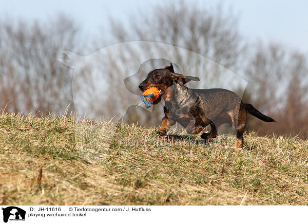 spielender Rauhaardackel / playing wirehaired teckel / JH-11616