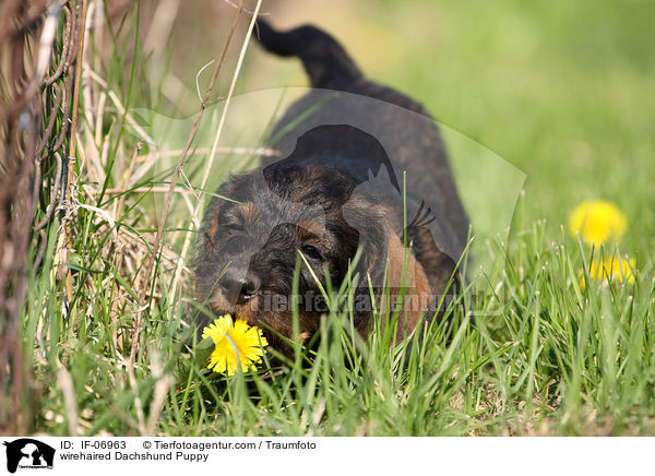 Rauhaardackel Welpe / wirehaired Dachshund Puppy / IF-06963