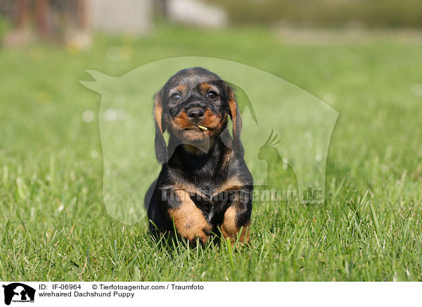 Rauhaardackel Welpe / wirehaired Dachshund Puppy / IF-06964