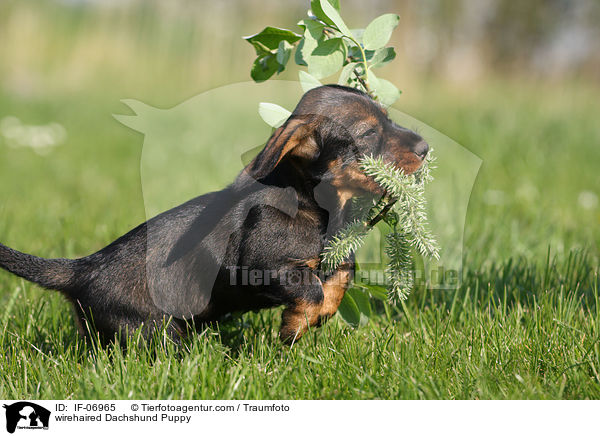 Rauhaardackel Welpe / wirehaired Dachshund Puppy / IF-06965