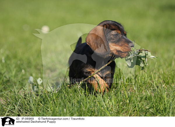 Rauhaardackel Welpe / wirehaired Dachshund Puppy / IF-06969