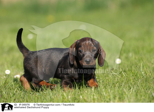 Rauhaardackel Welpe / wirehaired Dachshund Puppy / IF-06976