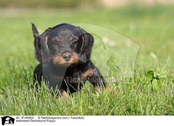 Rauhaardackel Welpe / wirehaired Dachshund Puppy / IF-06983