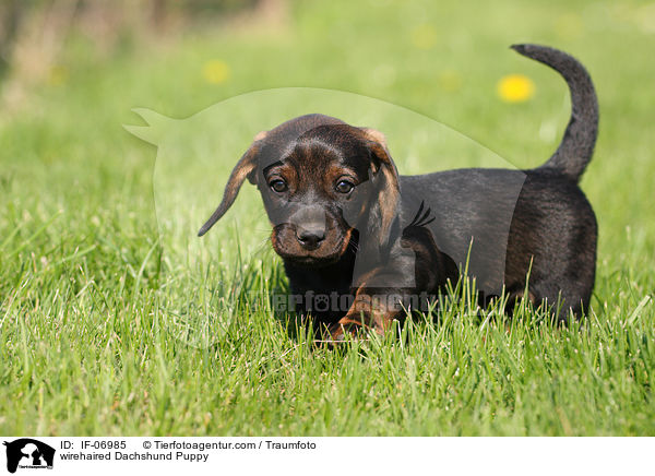 Rauhaardackel Welpe / wirehaired Dachshund Puppy / IF-06985