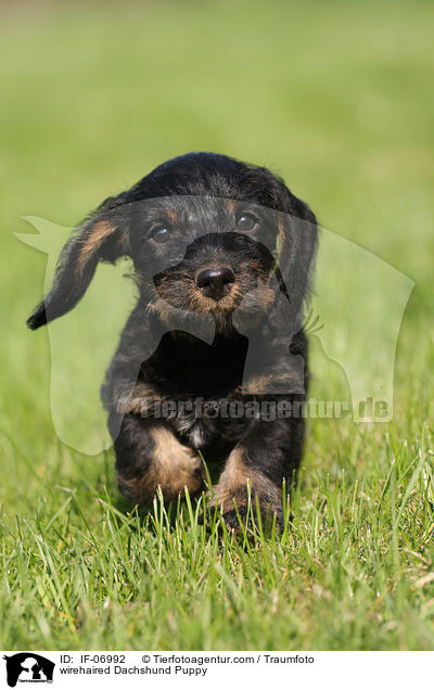 Rauhaardackel Welpe / wirehaired Dachshund Puppy / IF-06992