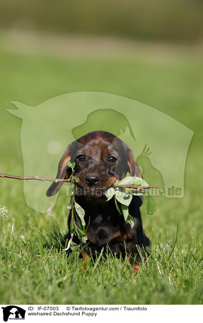 Rauhaardackel Welpe / wirehaired Dachshund Puppy / IF-07003