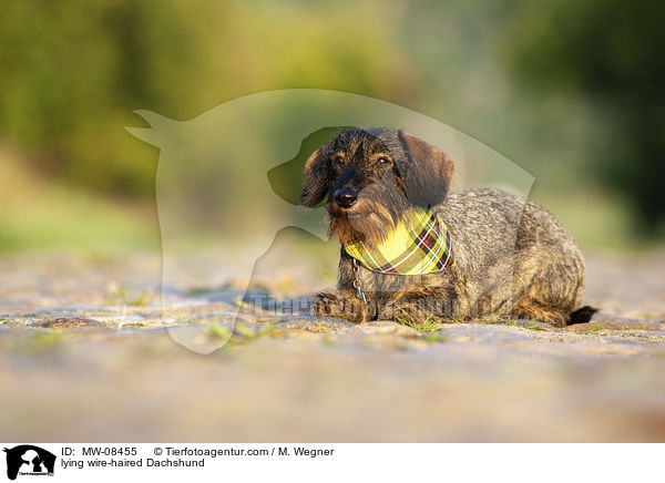 liegender Rauhaardackel / lying wire-haired Dachshund / MW-08455