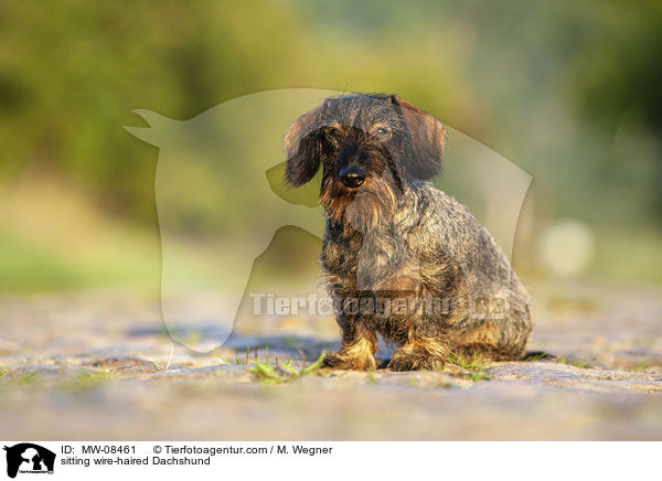 sitzender Rauhaardackel / sitting wire-haired Dachshund / MW-08461