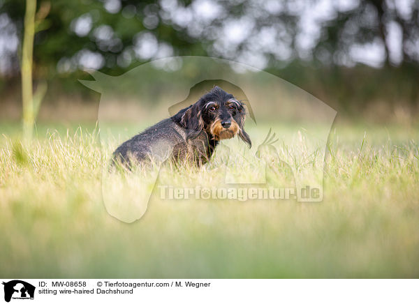 sitzender Rauhaardackel / sitting wire-haired Dachshund / MW-08658