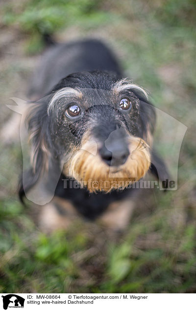 sitzender Rauhaardackel / sitting wire-haired Dachshund / MW-08664