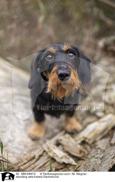 stehender Rauhaardackel / standing wire-haired Dachshund / MW-08672