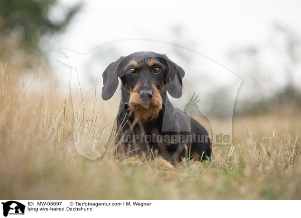 liegender Rauhaardackel / lying wire-haired Dachshund / MW-08697