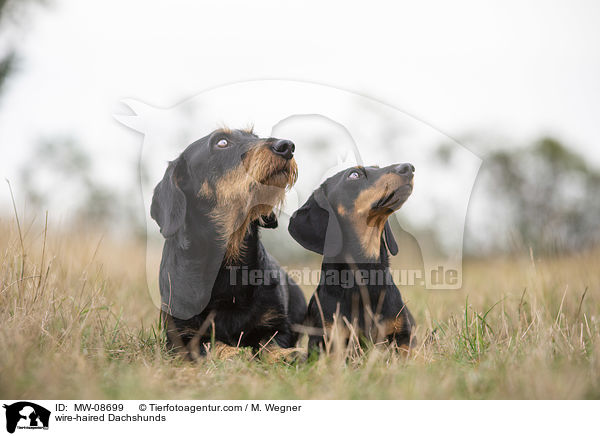 Rauhaardackel / wire-haired Dachshunds / MW-08699