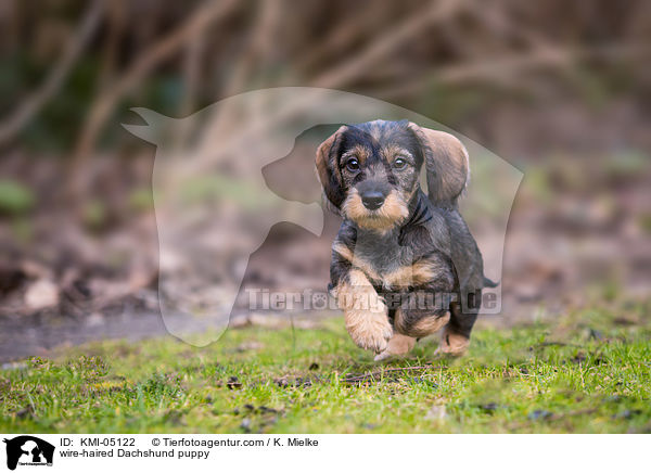 Rauhaardackel Welpe / wire-haired Dachshund puppy / KMI-05122