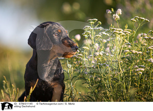 sitzender Rauhaardackel / sitting Dachshund / STM-01145