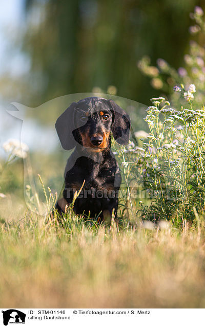 sitzender Rauhaardackel / sitting Dachshund / STM-01146