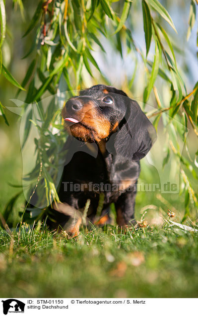 sitzender Rauhaardackel / sitting Dachshund / STM-01150