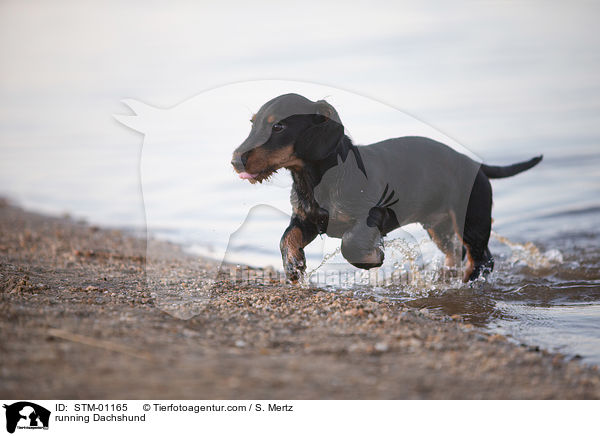 rennender Rauhaardackel / running Dachshund / STM-01165