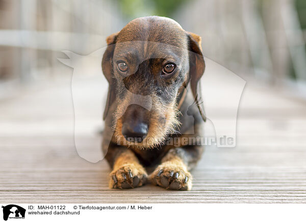 Rauhaardackel / wirehaired dachshund / MAH-01122