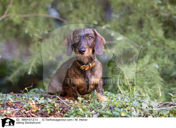 sitzender Rauhaardackel / sitting Dachshund / MAH-01213