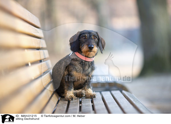 sitzender Rauhaardackel / sitting Dachshund / MAH-01215