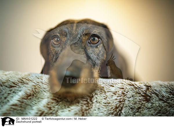 Rauhaardackel Portrait / Dachshund portrait / MAH-01222