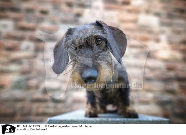 stehender Rauhaardackel / standing Dachshund / MAH-01223