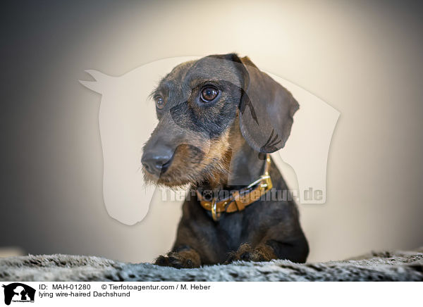 liegender Rauhaardackel / lying wire-haired Dachshund / MAH-01280