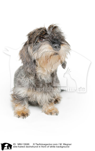 Rauhaardackel vor weiem Hintergrund / wire-haired dachshund in front of white background / MW-13686