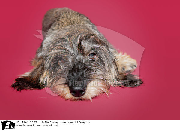 Rauhaardackel Hndin / female wire-haired dachshund / MW-13697