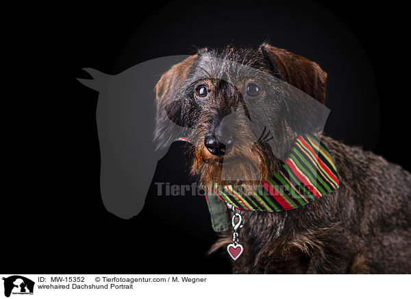 Rauhaardackel Portrait / wirehaired Dachshund Portrait / MW-15352