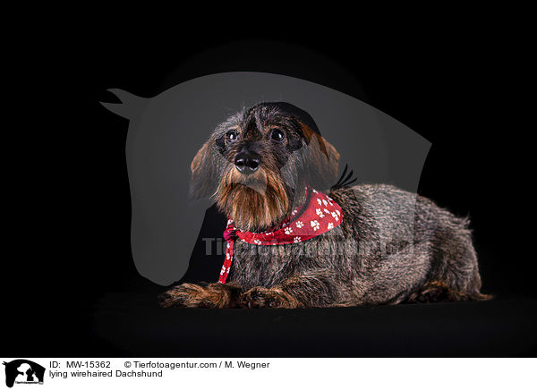 liegender Rauhaardackel / lying wirehaired Dachshund / MW-15362