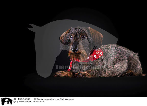 liegender Rauhaardackel / lying wirehaired Dachshund / MW-15364