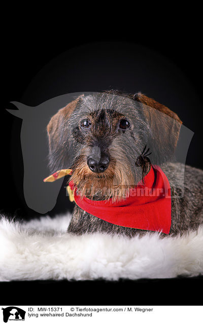 liegender Rauhaardackel / lying wirehaired Dachshund / MW-15371