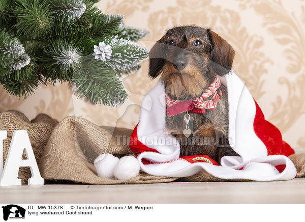 liegender Rauhaardackel / lying wirehaired Dachshund / MW-15378