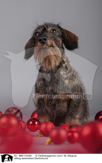 sitzender Rauhaardackel / sitting wirehaired Dachshund / MW-15389