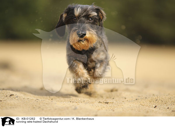 rennender Rauhaardackel / running wire-haired Dachshund / KB-01262