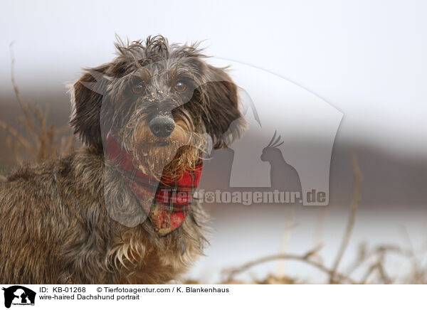 Rauhaardackel Portrait / wire-haired Dachshund portrait / KB-01268