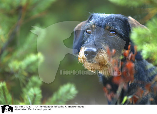 Rauhaardackel Portrait / wire-haired Dachshund portrait / KB-01287