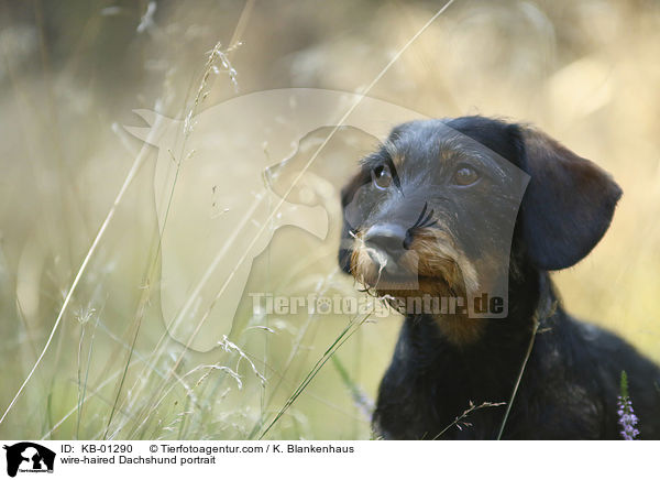 Rauhaardackel Portrait / wire-haired Dachshund portrait / KB-01290