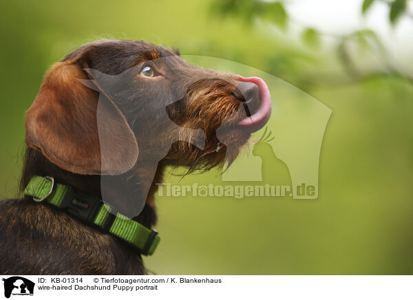Rauhaardackel Welpe Portrait / wire-haired Dachshund Puppy portrait / KB-01314