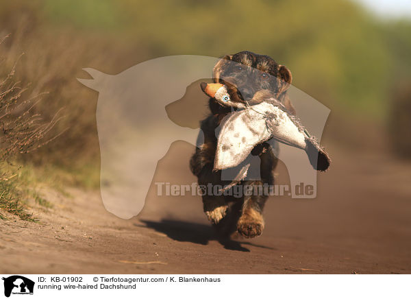 rennender Rauhaardackel / running wire-haired Dachshund / KB-01902