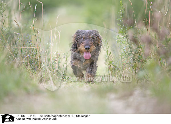 rennender Rauhaardackel / running wire-haired Dachshund / DST-01112