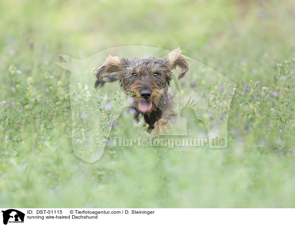 rennender Rauhaardackel / running wire-haired Dachshund / DST-01115