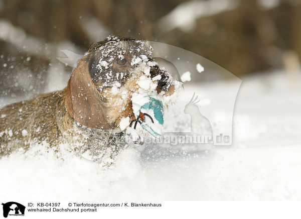 Rauhaardackel Portrait / wirehaired Dachshund portrait / KB-04397