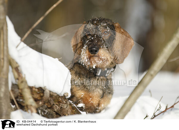 wirehaired Dachshund portrait / KB-04414