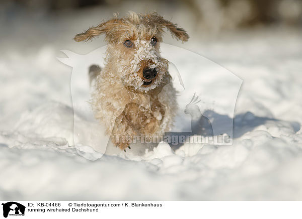 rennender Rauhaardackel / running wirehaired Dachshund / KB-04466