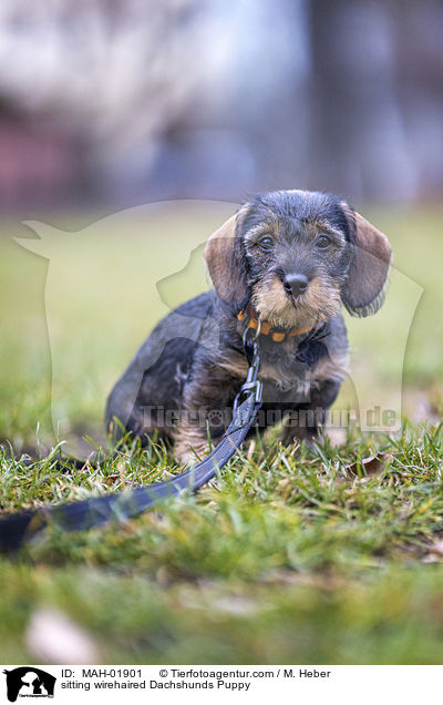 sitzender Rauhaardackel Welpe / sitting wirehaired Dachshunds Puppy / MAH-01901