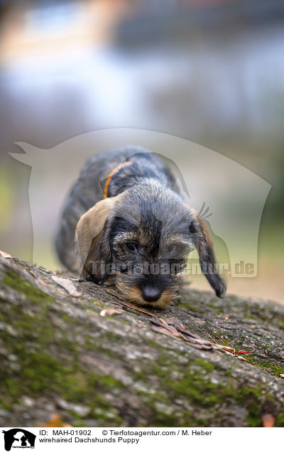 Rauhaardackel Welpe / wirehaired Dachshunds Puppy / MAH-01902