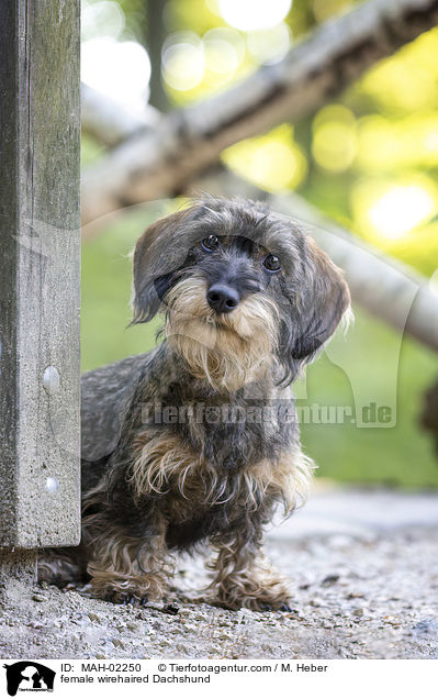 saufarbener Rauhaardackel / female wirehaired Dachshund / MAH-02250